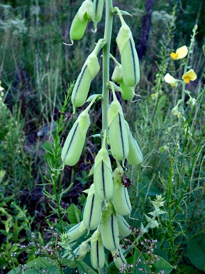 {Crotalaria spectabilis}